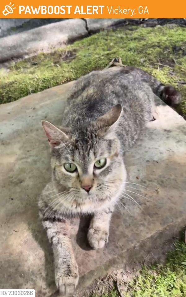 Found/Stray Unknown Cat last seen low country row, Vickery, GA 30040