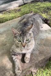 Found/Stray Unknown Cat last seen low country row, Vickery, GA 30040