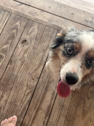 Found/Stray Male Dog last seen Doty & East Williams, Conroe, TX 77303
