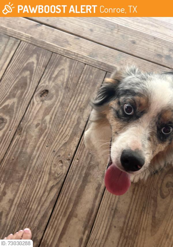 Found/Stray Male Dog last seen Doty & East Williams, Conroe, TX 77303