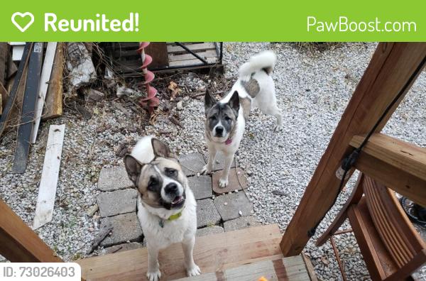 Reunited Female Dog last seen Wyoming , St. Louis, MO 63104