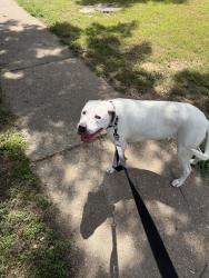 Reunited Male Dog last seen Shadowoak Drive , Ballwin, MO 63021