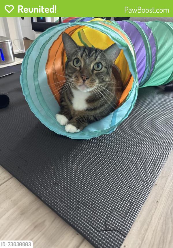 Reunited Male Cat last seen Challenger ln and Pyramid Ln, Frisco, TX 75034