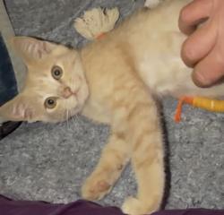 Shelter Stray Female Cat last seen Near Custer Ave SE, Atlanta, GA, 1251 Fulton Industrial Blvd NW, Atlanta, GA 30336, USA