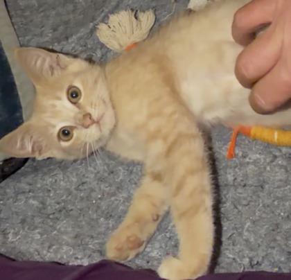 Shelter Stray Female Cat last seen Near Custer Ave SE, Atlanta, GA, 1251 Fulton Industrial Blvd NW, Atlanta, GA 30336, USA