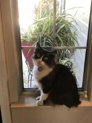Lost Female Cat last seen Willard Way , Rocklin, CA 95677