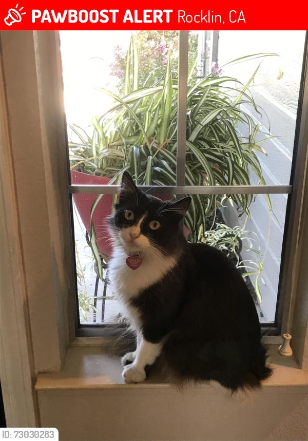 Lost Female Cat last seen Willard Way , Rocklin, CA 95677