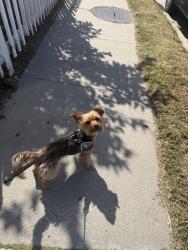 Lost Male Dog last seen Near e 99 st, Los Angeles, CA 90003