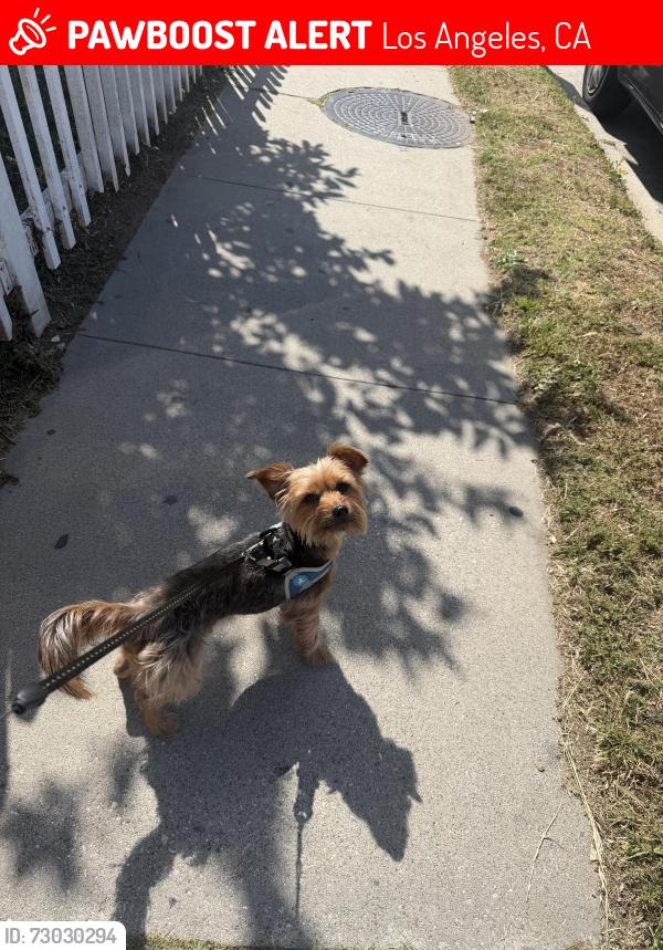 Lost Male Dog last seen Near e 99 st, Los Angeles, CA 90003