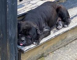 Lost Female Dog last seen Ramsey Street , Fayetteville, NC 28311