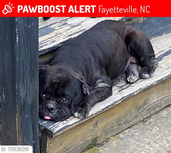 Lost Female Dog last seen Ramsey Street , Fayetteville, NC 28311