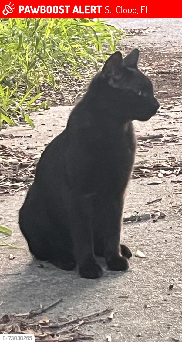 Lost Male Cat last seen Zuni Rd, St. Cloud, FL 34771