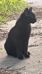 Lost Male Cat last seen Zuni Rd, St. Cloud, FL 34771