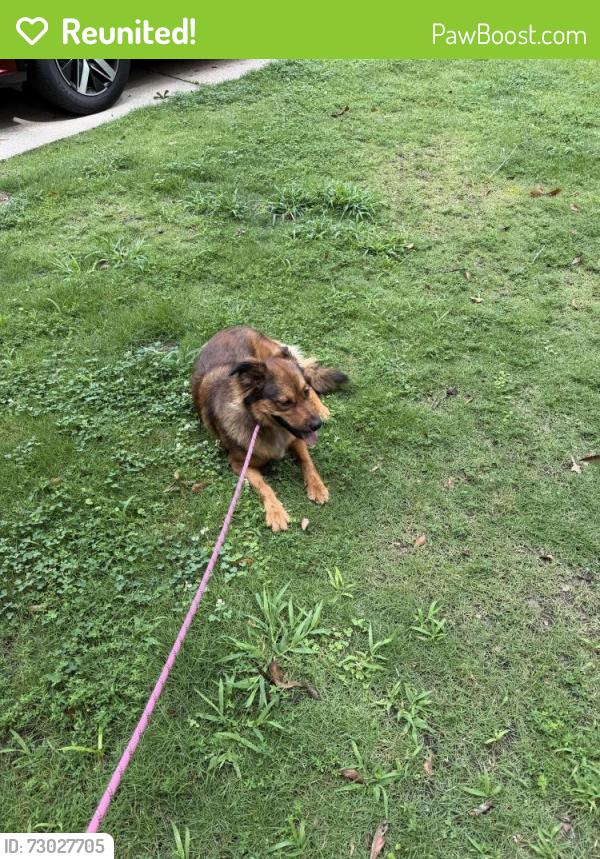 Reunited Female Dog last seen Near Richard’s middle school, Columbus, GA 31906