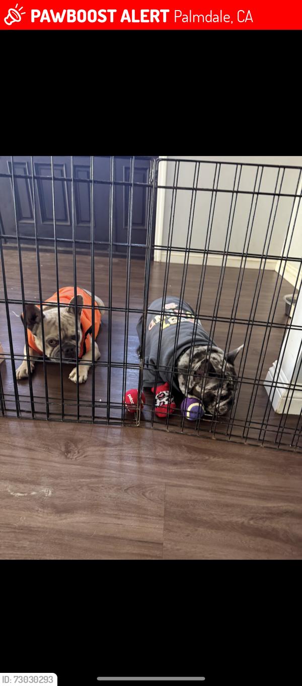 Lost Female Dog last seen East Ave Q Palmdale ca, Palmdale, CA 93350