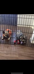 Lost Female Dog last seen East Ave Q Palmdale ca, Palmdale, CA 93350