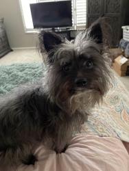 Lost Female Dog last seen Del rey rd and avenida buena suerte, Temecula, CA 92591