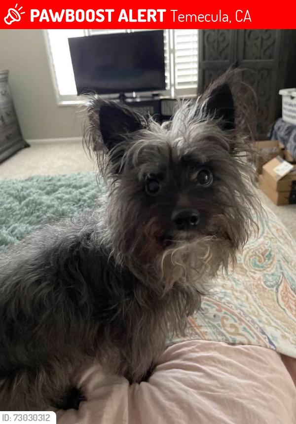 Lost Female Dog last seen Del rey rd and avenida buena suerte, Temecula, CA 92591
