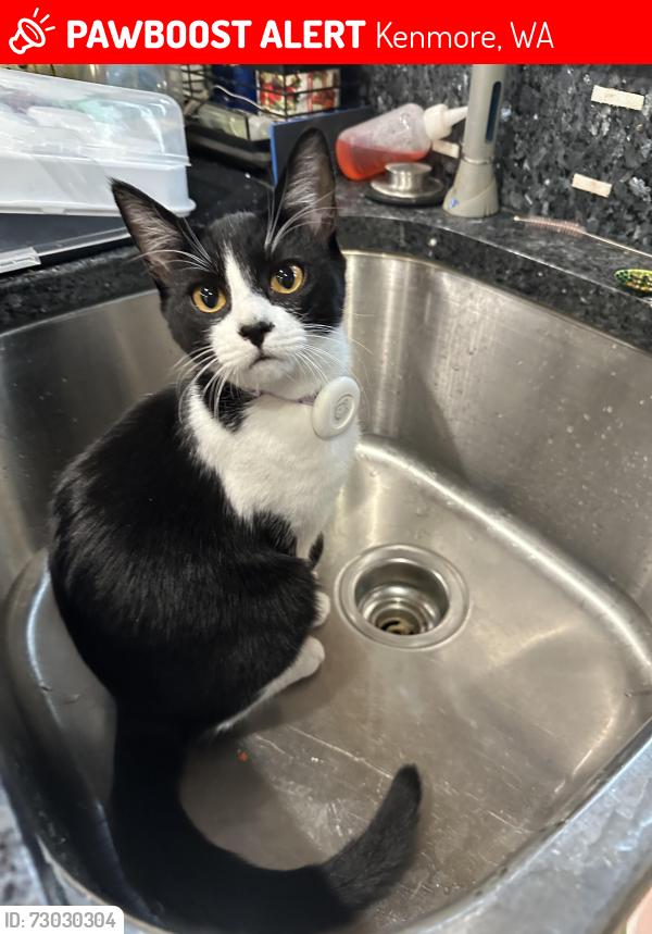 Lost Female Cat last seen Near northshore summit off ne191st st , Kenmore, WA 98028