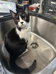 Lost Female Cat last seen Near northshore summit off ne191st st , Kenmore, WA 98028