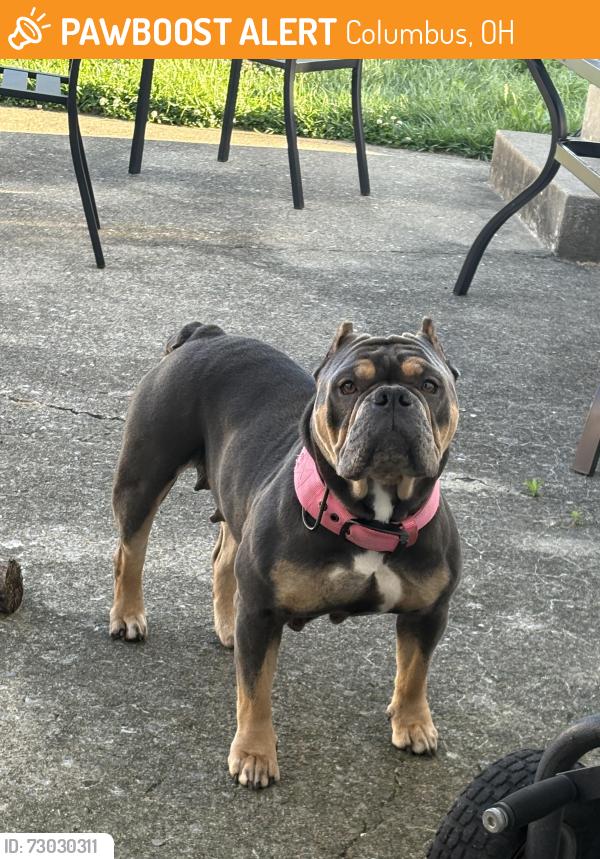Found/Stray Female Dog last seen By Kingshill and Upland Dr., Columbus, OH 43229