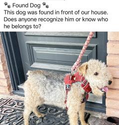 Found/Stray Male Dog last seen Lily Blvd and N Thompson, Conroe, TX 77301