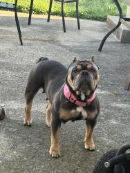Found/Stray Female Dog last seen By Kingshill and Upland Dr., Columbus, OH 43229
