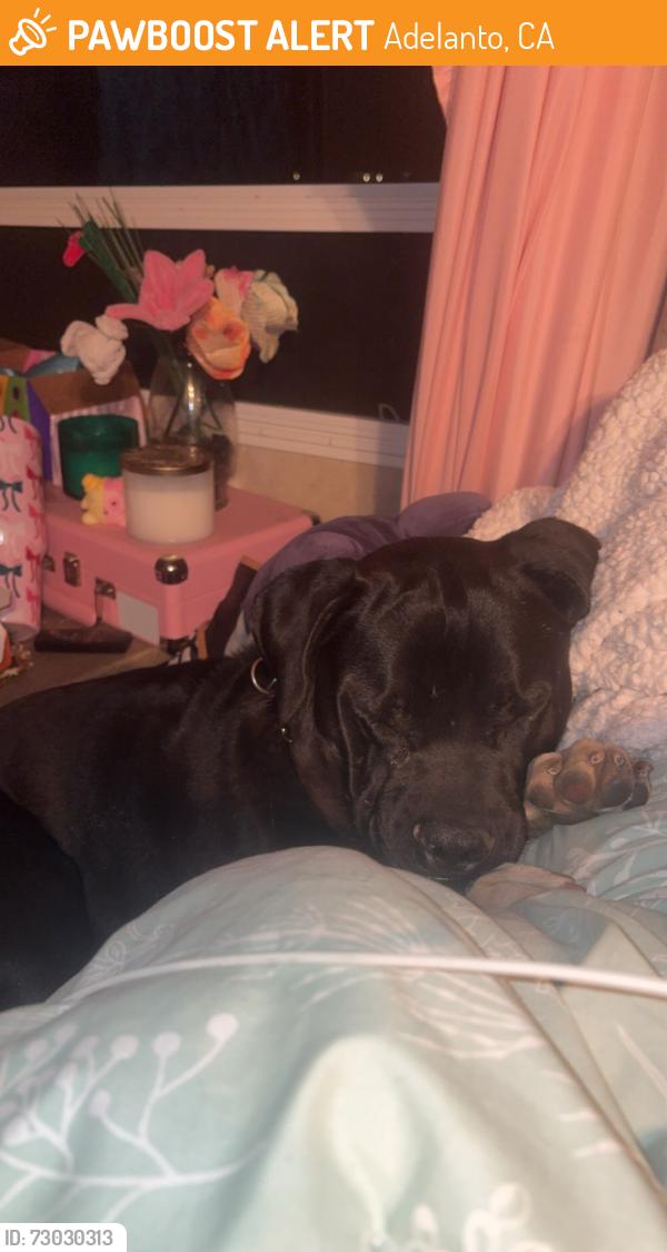 Found/Stray Male Dog last seen Near highway, Adelanto, CA 92301