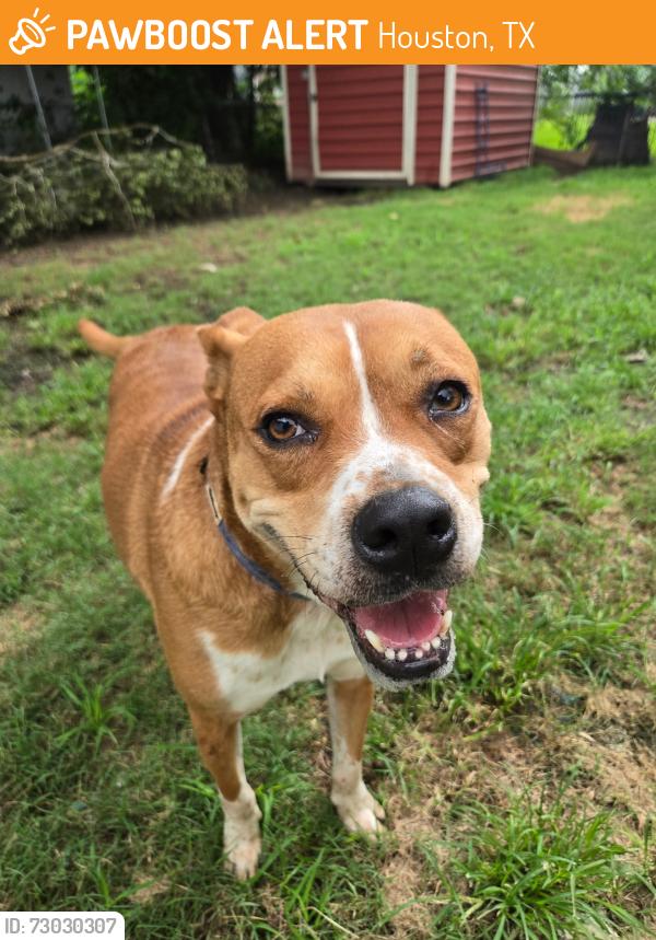 Found/Stray Male Dog last seen St. Augustine, Houston, TX 77021