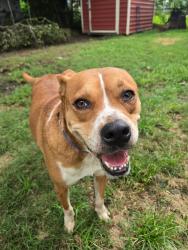 Found/Stray Male Dog last seen St. Augustine, Houston, TX 77021