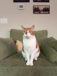 Reunited Male Cat last seen Near W 174th Ave, Broomfield, CO 80023, USA, Broomfield, CO 80023