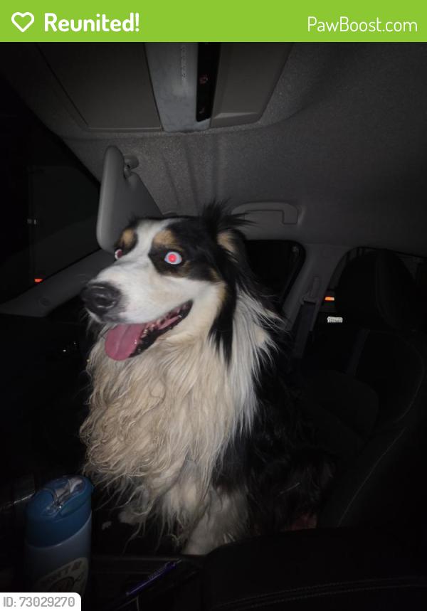 Reunited Unknown Dog last seen Pacoima Rd & Dos Palmas Rd, Mountain View Acres, CA 92392, USA, Mountain View Acres, CA 92392