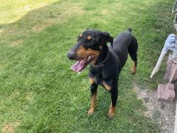 Reunited Male Dog last seen Francisquito Ave, Baldwin Park, CA, USA, Baldwin Park, CA 91746