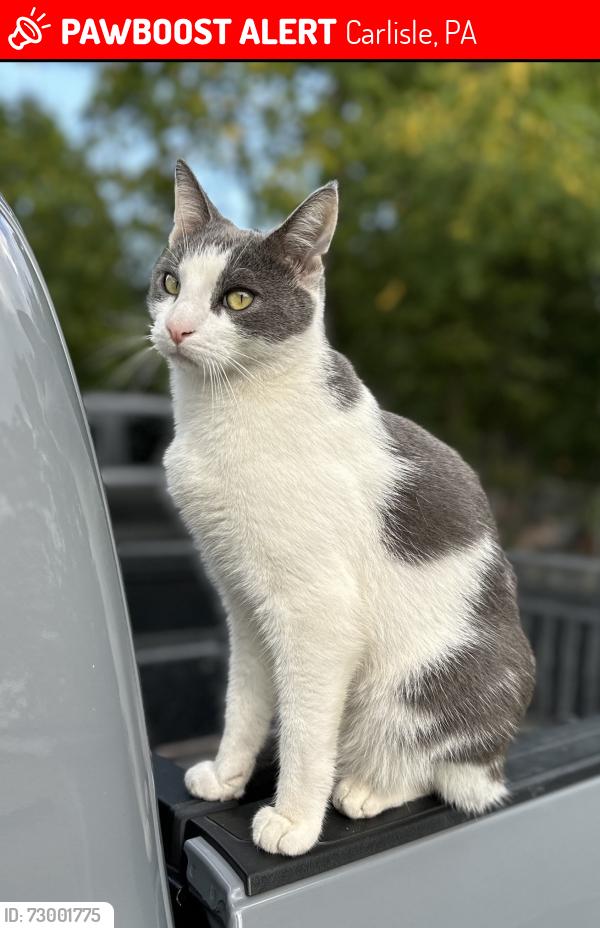 Lost Male Cat last seen He goes down Arch St, S Pitt, W Pomfret, Chapel Ave & W South, Carlisle, PA 17013