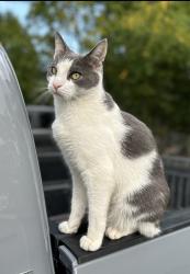 Lost Male Cat last seen He goes down Arch St, S Pitt, W Pomfret, Chapel Ave & W South, Carlisle, PA 17013