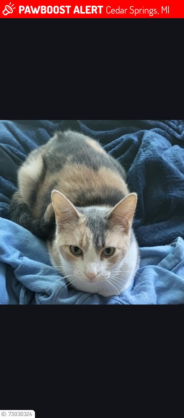 Lost Female Cat last seen Near cedar springs middle school, Cedar Springs, MI 49319