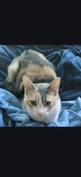 Lost Female Cat last seen Near cedar springs middle school, Cedar Springs, MI 49319