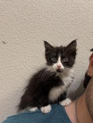 Found/Stray Unknown Cat last seen Boro Auto Hail Repair, San Angelo, TX 76903