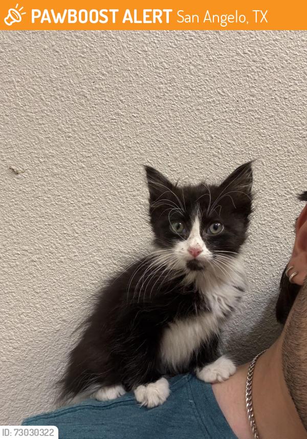 Found/Stray Unknown Cat last seen Boro Auto Hail Repair, San Angelo, TX 76903