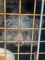 Shelter Stray Female Dog last seen OR, 1700 W Historic Columbia River Hwy, Troutdale, OR 97060, USA