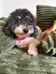 Lost Male Dog last seen By the main street in holly springs, Holly Springs, NC 27540