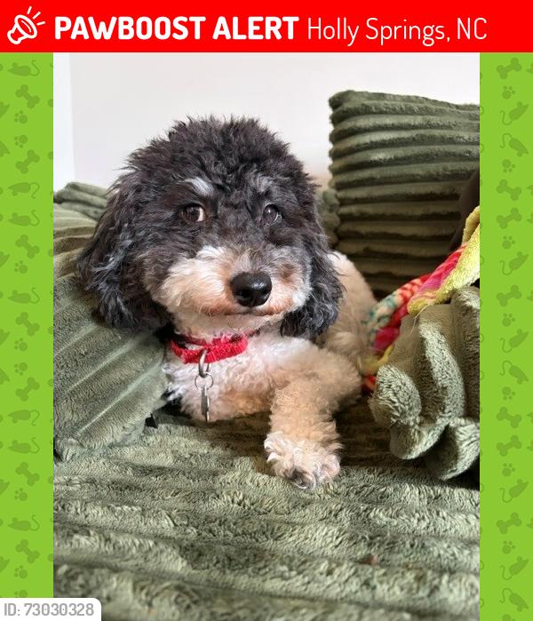 Lost Male Dog last seen By the main street in holly springs, Holly Springs, NC 27540