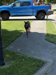 Found/Stray Male Dog last seen Summer rose housing , Knoxville, TN 37918