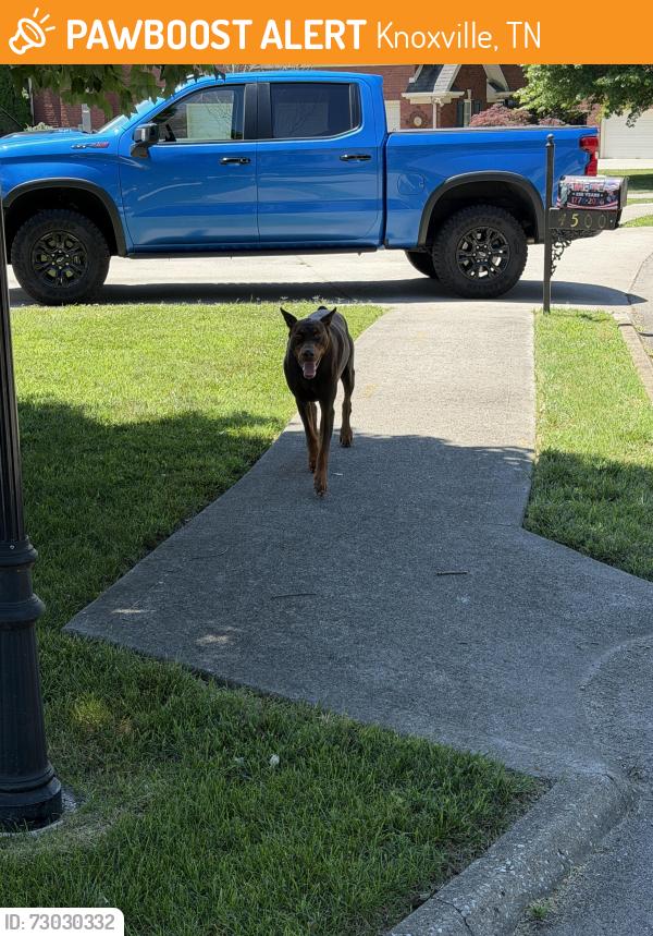 Found/Stray Male Dog last seen Summer rose housing , Knoxville, TN 37918