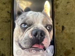Found/Stray Male Dog last seen Hildreth Lane / Hope Lane, Morada, CA 95212