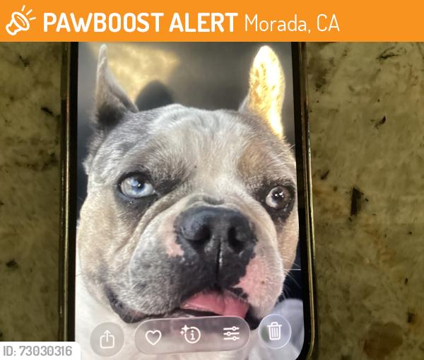 Found/Stray Male Dog last seen Hildreth Lane / Hope Lane, Morada, CA 95212