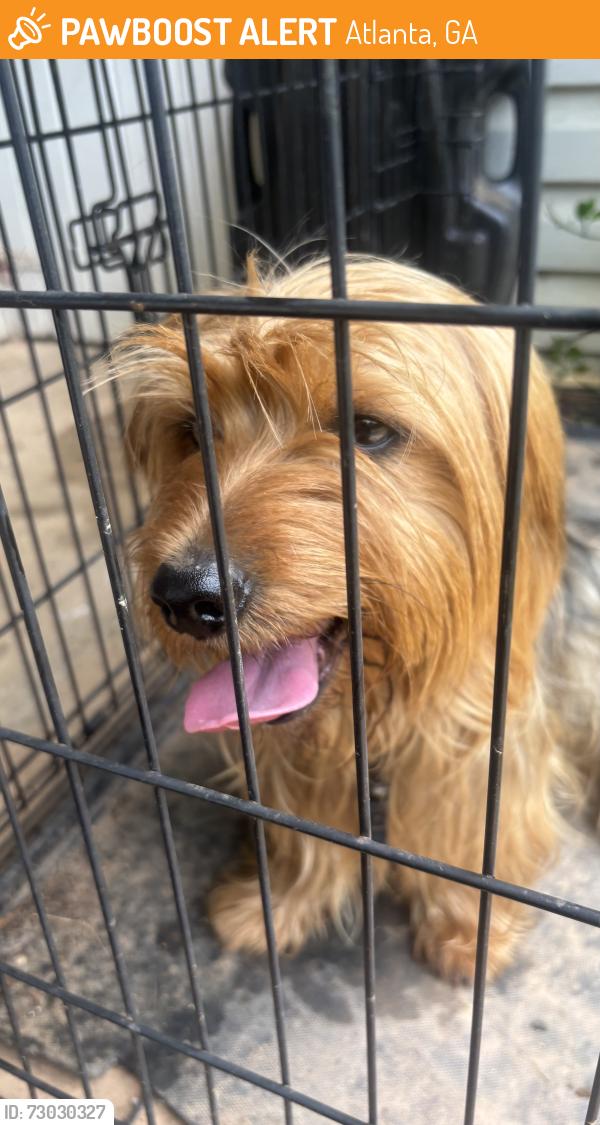 Found/Stray Male Dog last seen APD Police Prescient 1, Atlanta, GA 30318