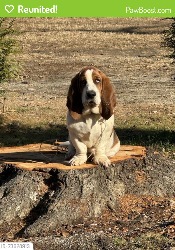 Reunited Male Dog last seen Old Post, Cherryville, NC 28021