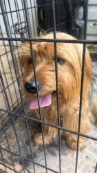 Found/Stray Male Dog last seen APD Police Prescient 1, Atlanta, GA 30318