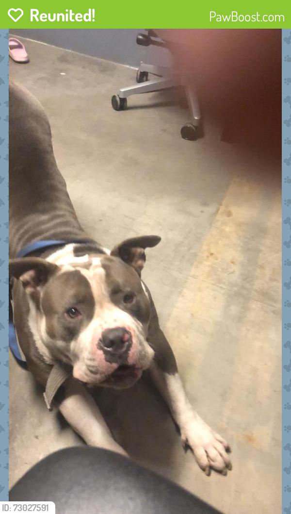 Reunited Male Dog last seen Near Reed st Athens ga 30605, Athens, GA 30605